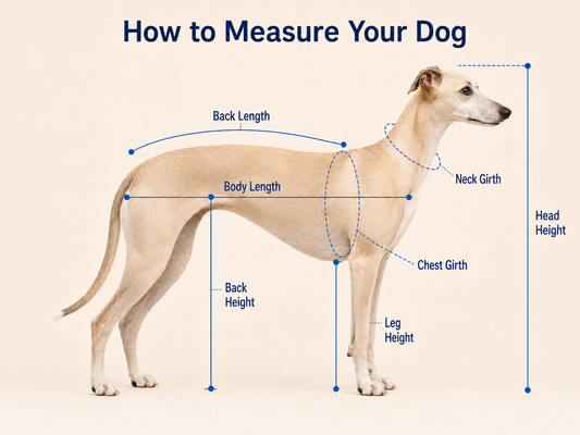 How to Measure Your Dog