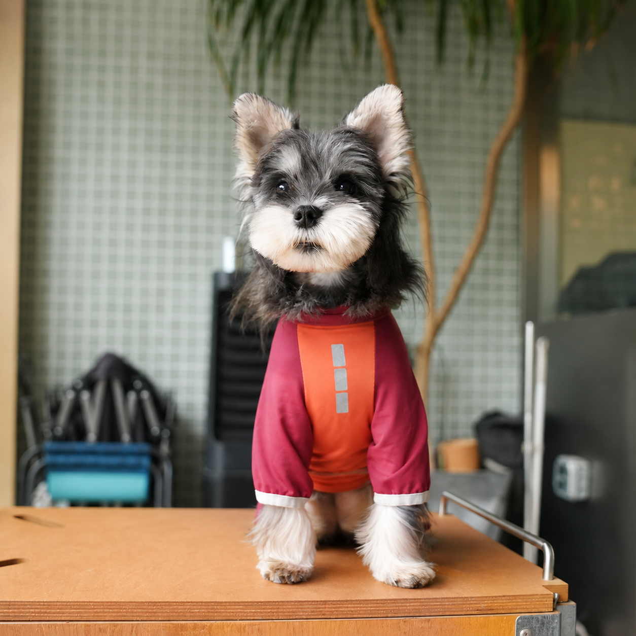 Cooling Lightweight Four-Leg Dog Jacket